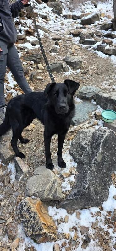 Picture of the Animal Listed